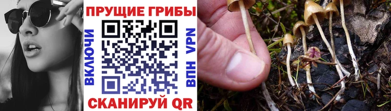 Псилоцибиновые грибы Cubensis Семилуки